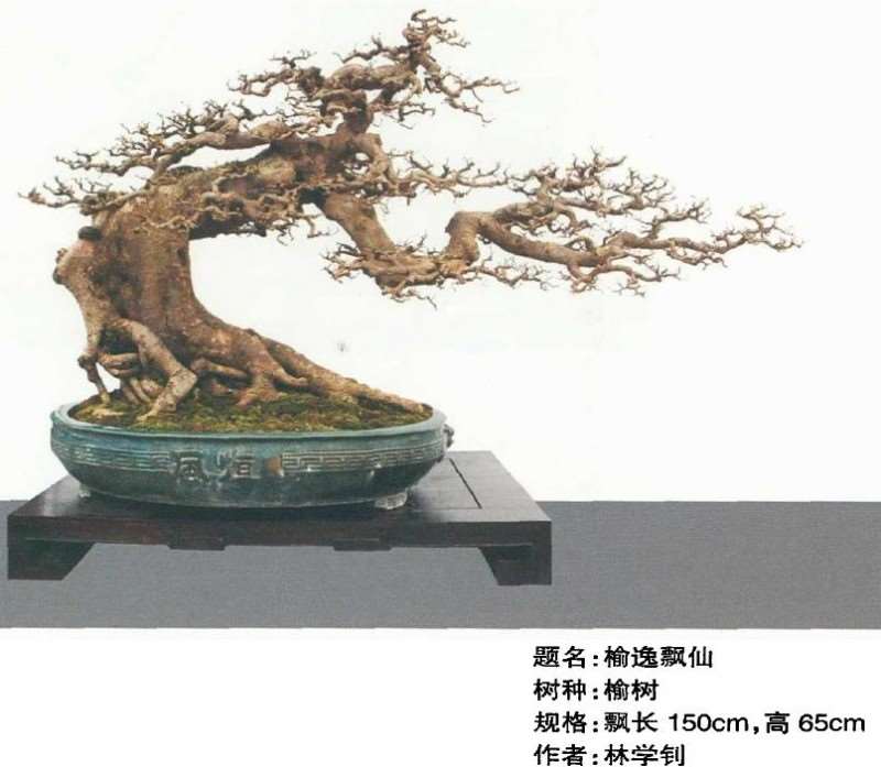 动势盆景的活泼节奏和飞扬 图片