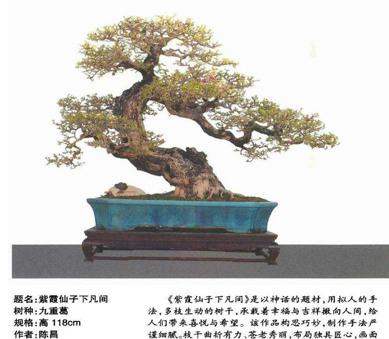 动势盆景写意的效果有哪些 图片