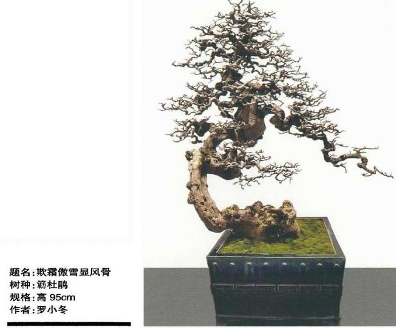 动势盆景写意的效果有哪些 图片