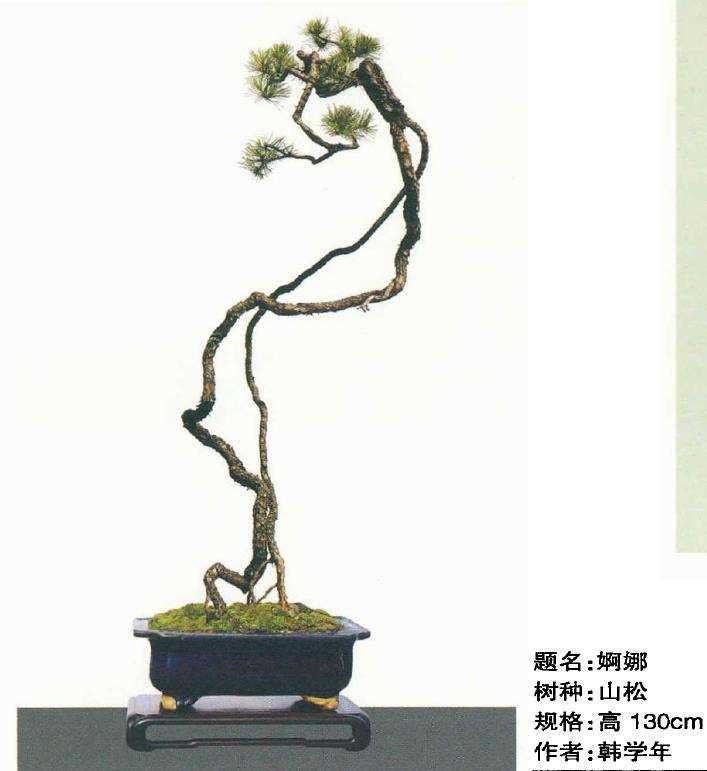 动势盆景写意的效果有哪些 图片