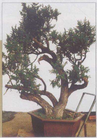 图解 刺柏下山桩怎么制作动势盆景的过程