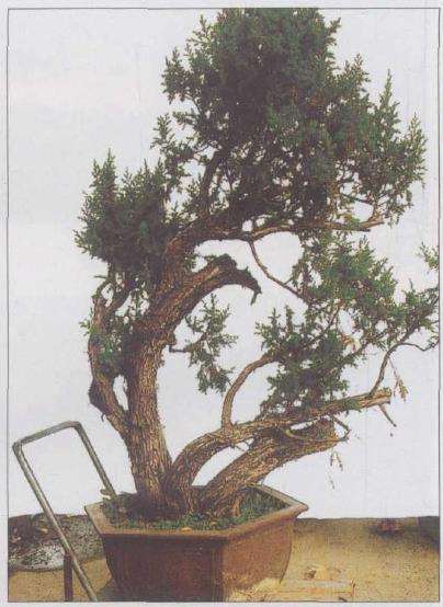 图解 刺柏下山桩怎么制作动势盆景的过程