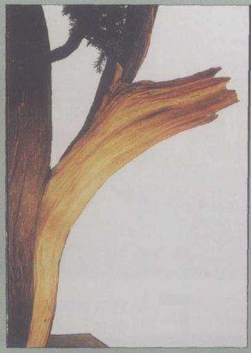 图解 刺柏下山桩怎么制作动势盆景的过程