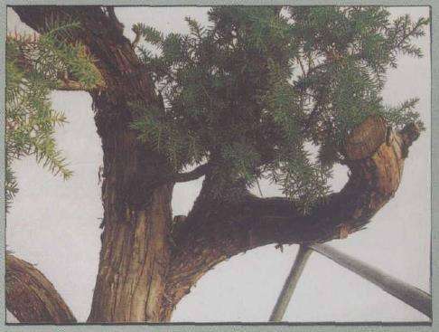 图解 刺柏下山桩怎么制作动势盆景的过程