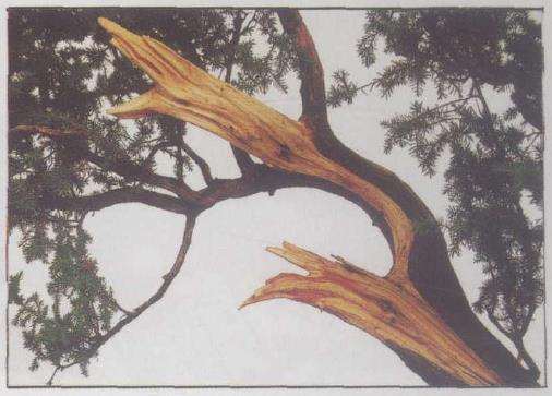 图解 刺柏下山桩怎么制作动势盆景的过程