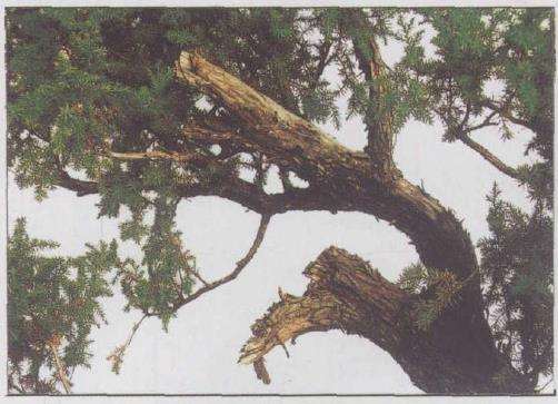 图解 刺柏下山桩怎么制作动势盆景的过程