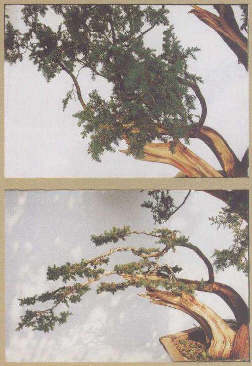 图解 刺柏下山桩怎么制作动势盆景的过程