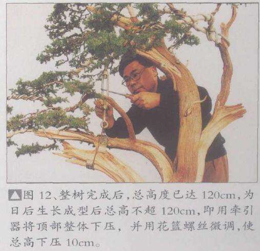 图解 刺柏下山桩怎么制作动势盆景的过程