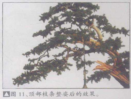 图解 刺柏下山桩怎么制作动势盆景的过程