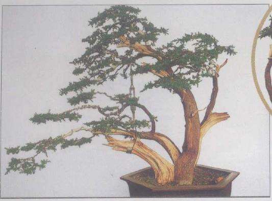 图解 刺柏下山桩怎么制作动势盆景的过程