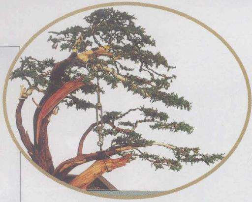 图解 刺柏下山桩怎么制作动势盆景的过程