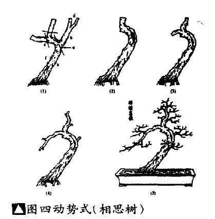 图解 岭南动势式盆景《醉酒高歌》怎么制作