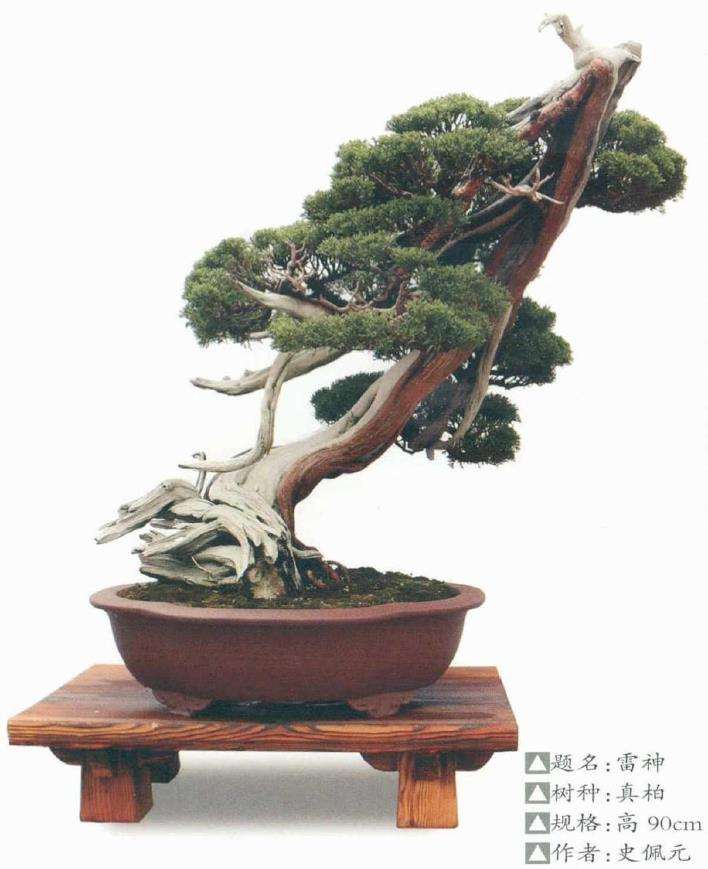 柏树盆景的4个培养和造型 图片