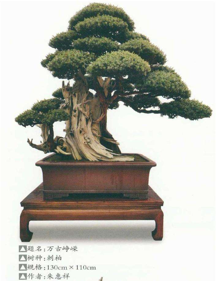 柏树盆景的4个培养和造型 图片