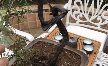 柏树桩材盆景怎么造型的方法