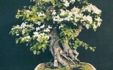 世界盆景艺术家社团名家作品 (十五)