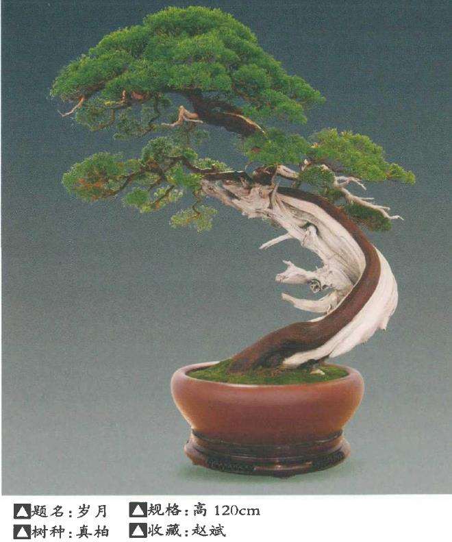 封面盆景作品《岁月》赏析 图片