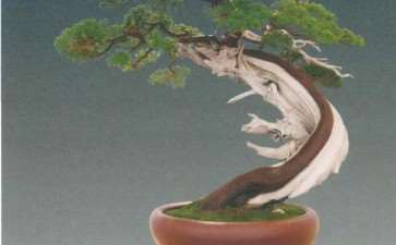 封面盆景作品《岁月》赏析 图片