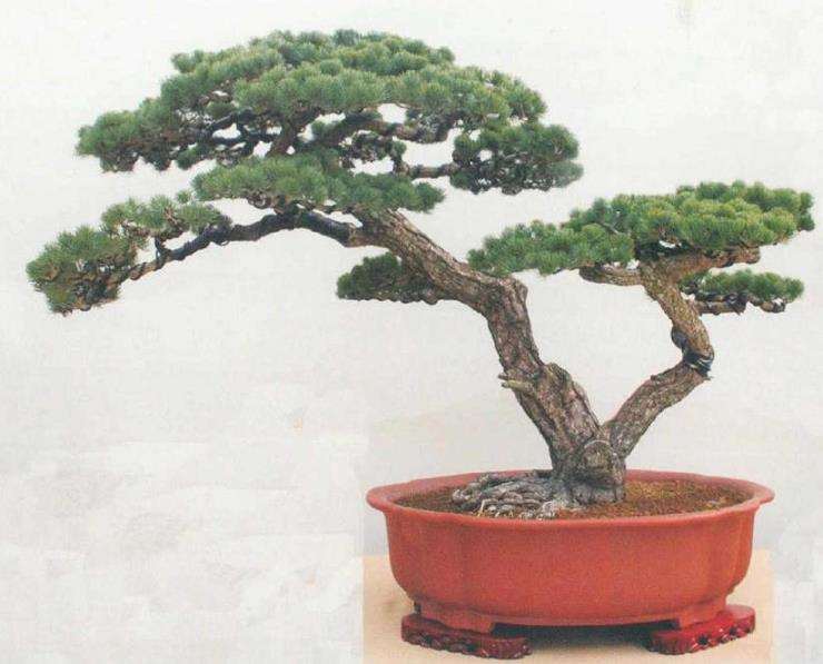 山东日照万鑫园林盆景园