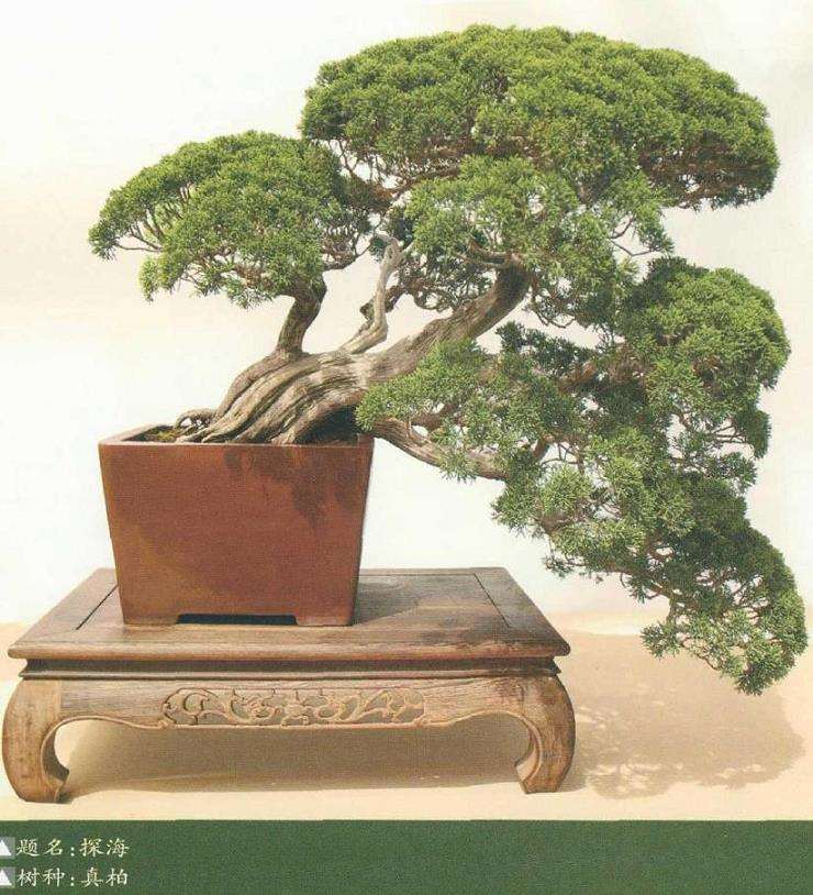 山东日照万鑫园林盆景园