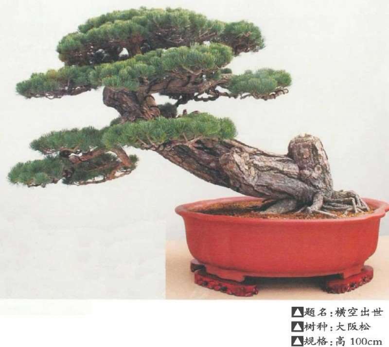 山东日照万鑫园林盆景园