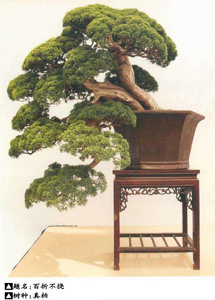 山东日照万鑫园林盆景园