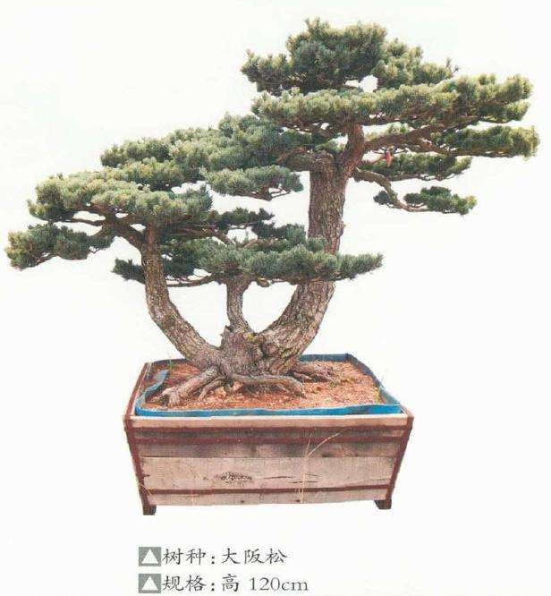 山东日照万鑫园林盆景园