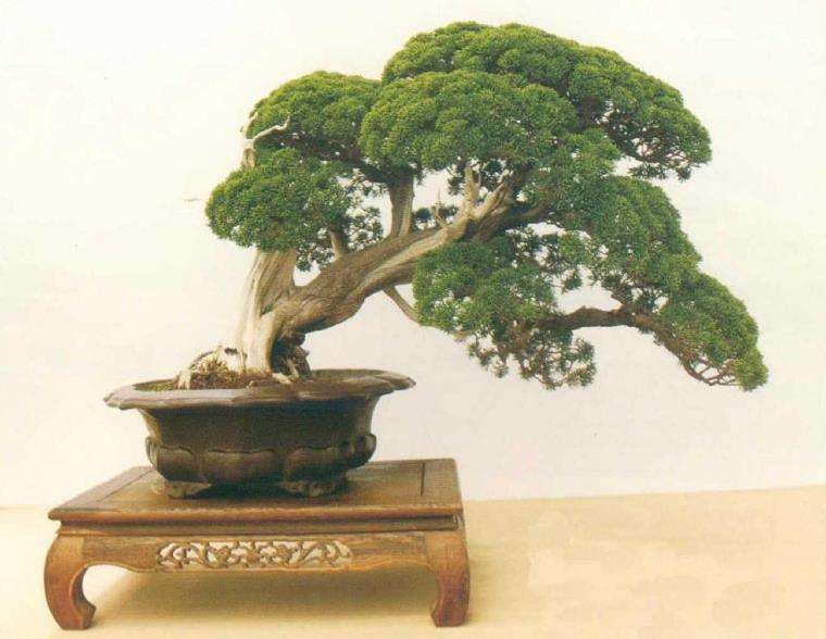 山东日照万鑫园林盆景园