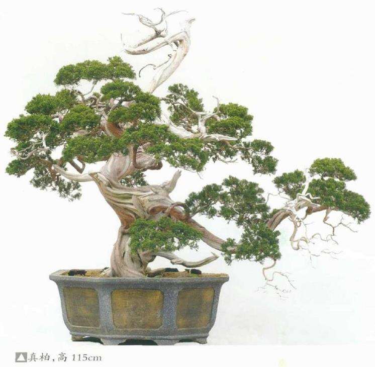 厦门柯成昆先生真柏盆景气势飘逸