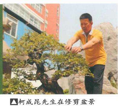 厦门柯成昆先生真柏盆景气势飘逸