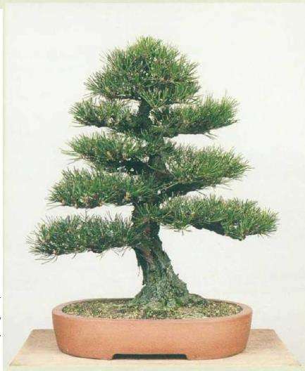 图解 黑松盆景怎么翻盆的8个步骤