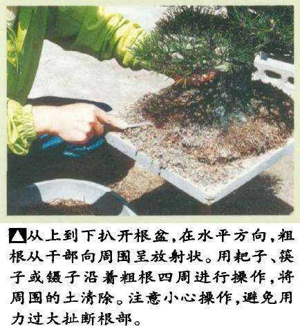 图解 黑松盆景怎么翻盆的8个步骤