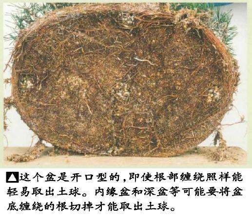 图解 黑松盆景怎么翻盆的8个步骤