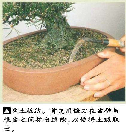 图解 黑松盆景怎么翻盆的8个步骤