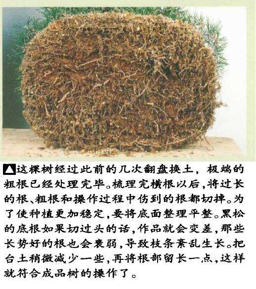 图解 黑松盆景怎么翻盆的8个步骤