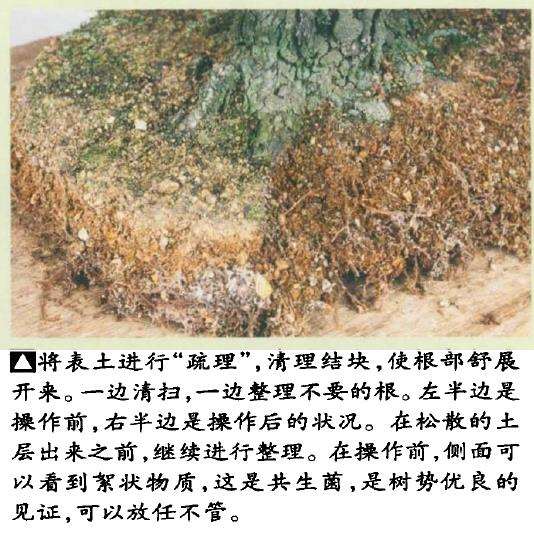 图解 黑松盆景怎么翻盆的8个步骤