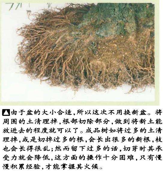 图解 黑松盆景怎么翻盆的8个步骤