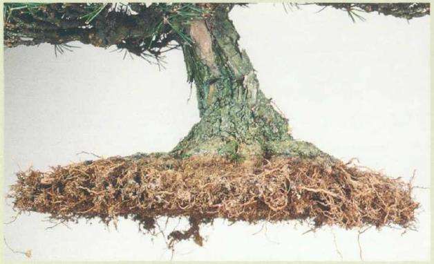 图解 黑松盆景怎么翻盆的8个步骤