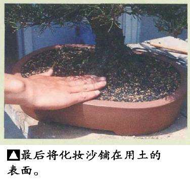 图解 黑松盆景怎么移栽的7个步骤