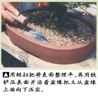 图解 黑松盆景怎么移栽的7个步骤