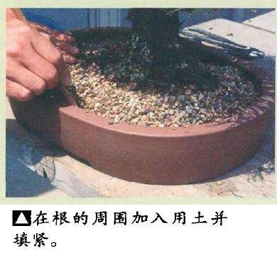 图解 黑松盆景怎么移栽的7个步骤