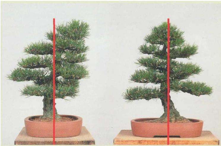 图解 黑松盆景怎么移栽的7个步骤