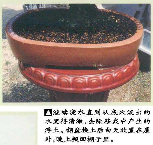 图解 黑松盆景怎么移栽的7个步骤