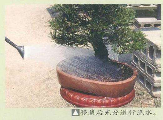 图解 黑松盆景怎么移栽的7个步骤