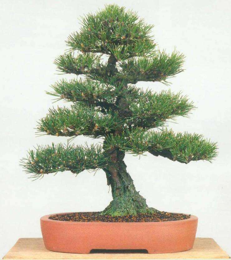 图解 黑松盆景怎么移栽的7个步骤