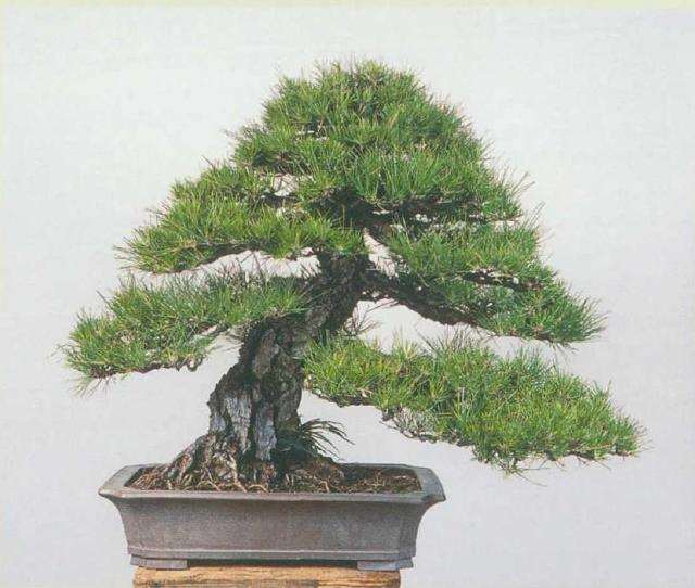 黑松盆景怎么根部修整