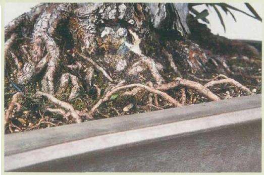 黑松盆景怎么根部修整