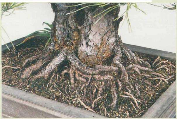 黑松盆景怎么根部修整