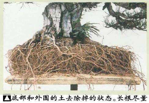 黑松盆景怎么根部修整