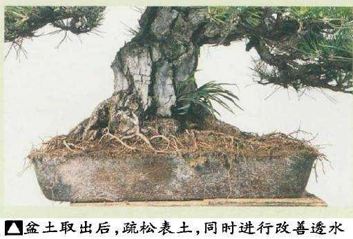 黑松盆景怎么根部修整